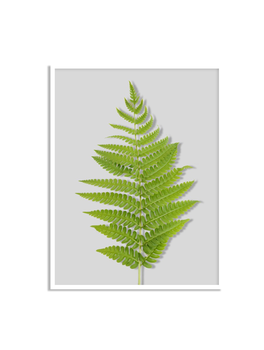 Poster - Varenblad