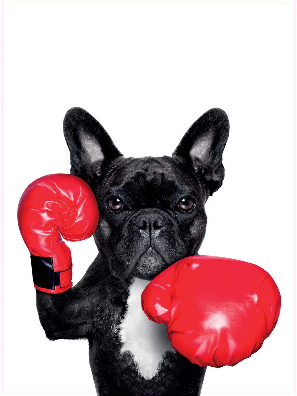Poster - Bokshond