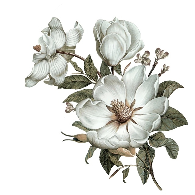 Muursticker - Klassieke Magnolia / Links