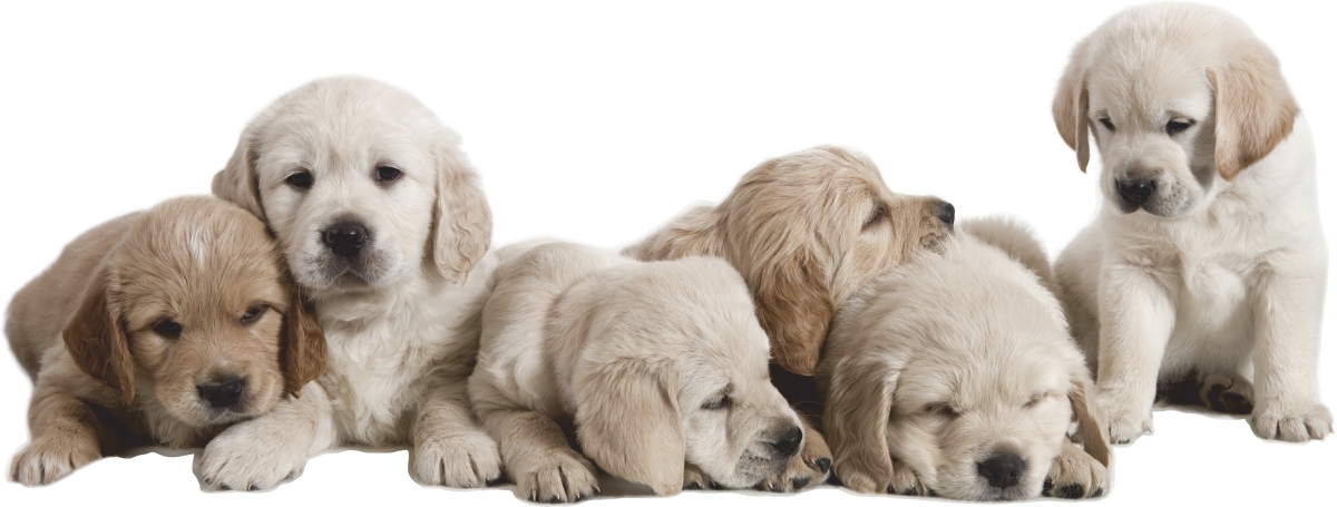 Muursticker - Labrador Pups / 02