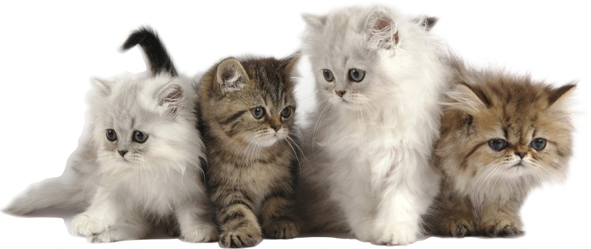 Muursticker - Kittens