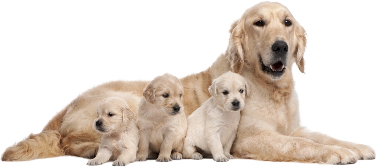 Muursticker - Labrador