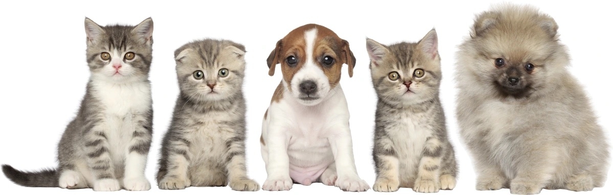 Muursticker - Honden en katten