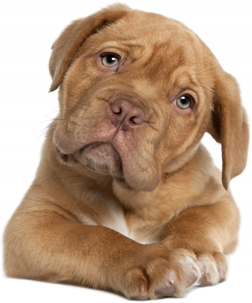 Muursticker - Hond
