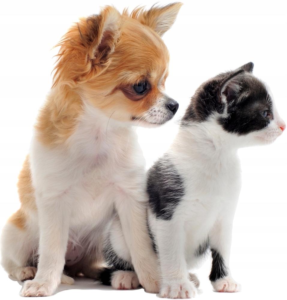 Muursticker - Hond en kat
