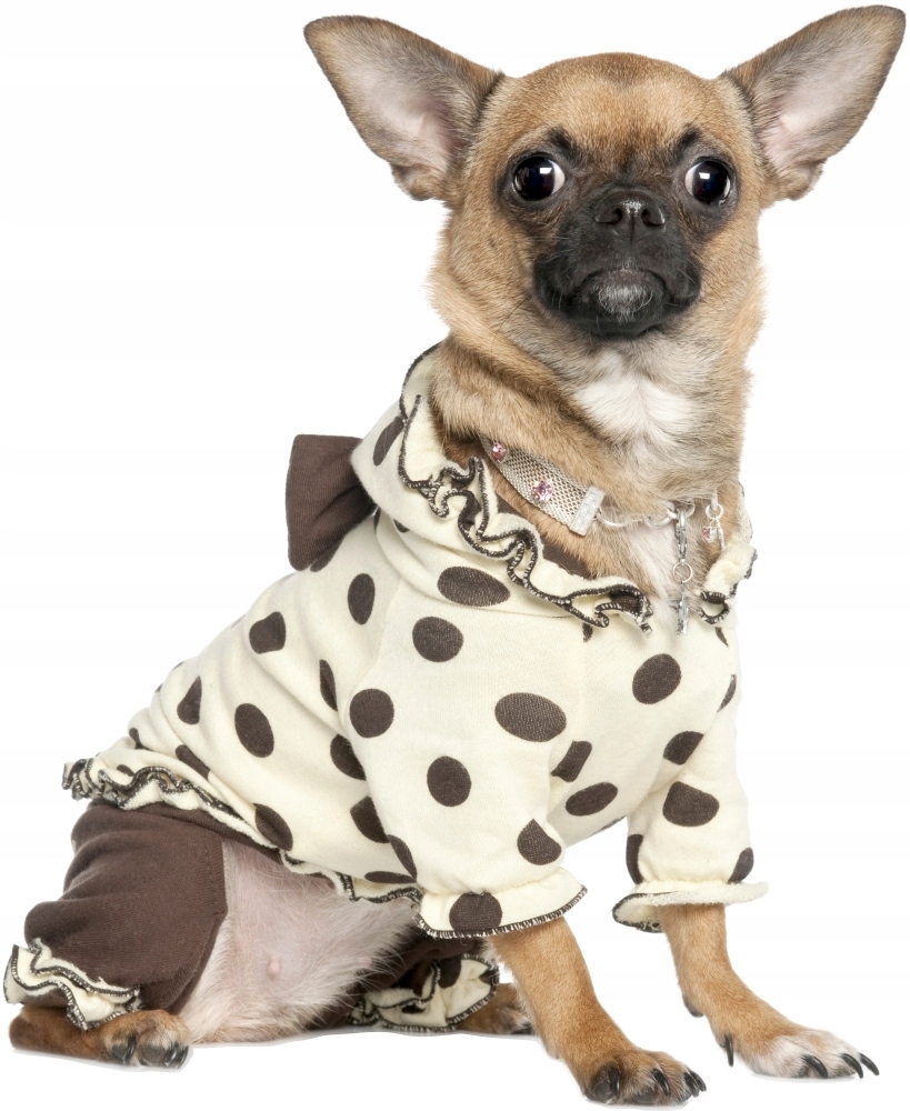 Muursticker - Hond / 02