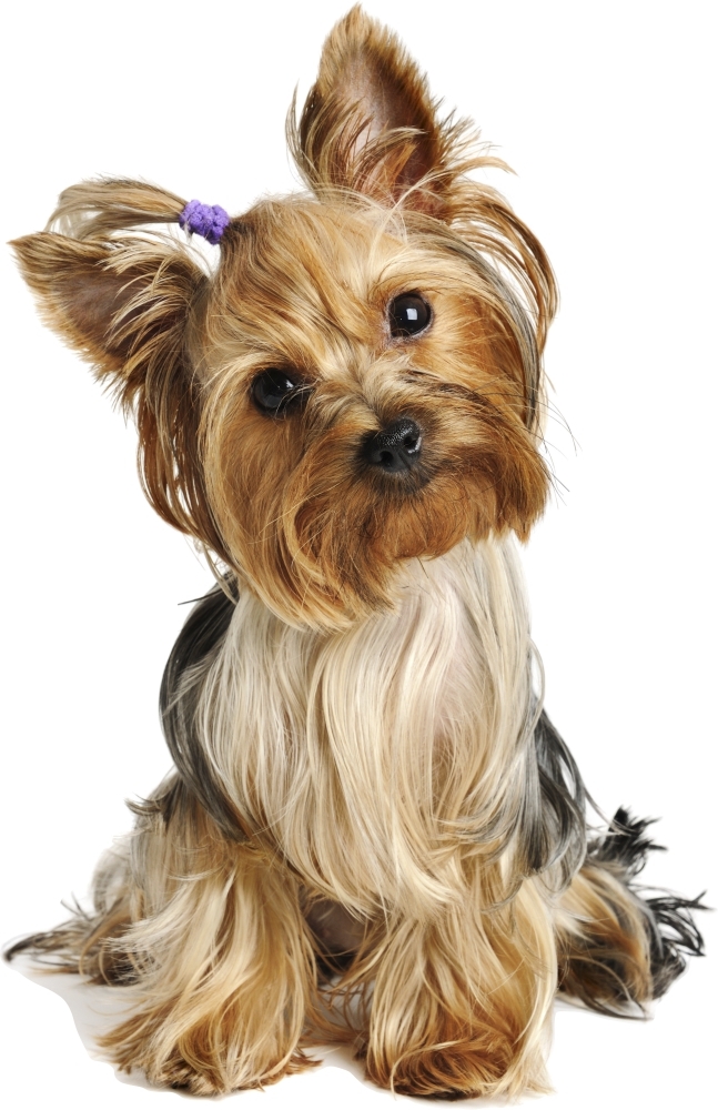 Muursticker - Yorkie / 02