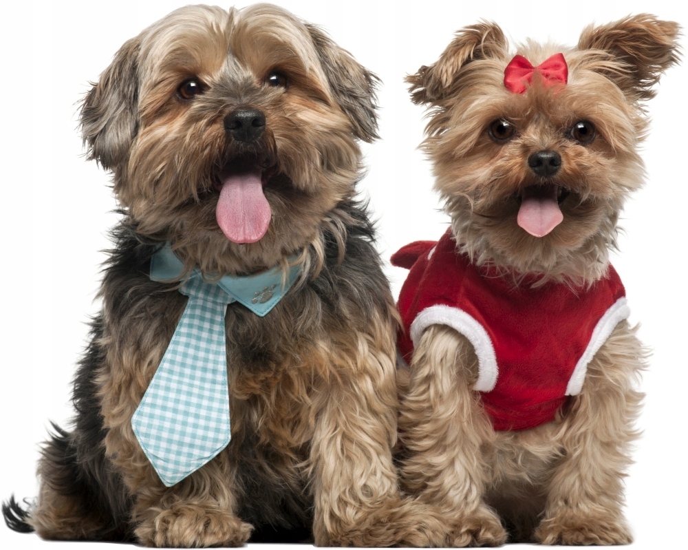 Muursticker - Shih Tzu