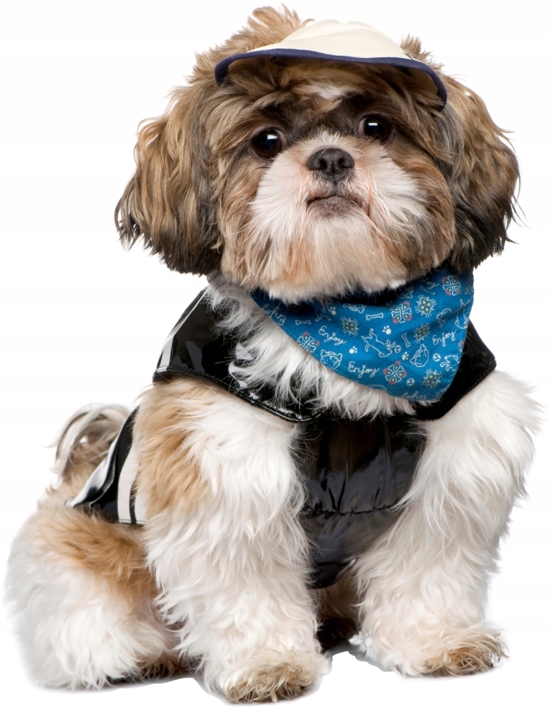Muursticker - Hond Shih Tzu