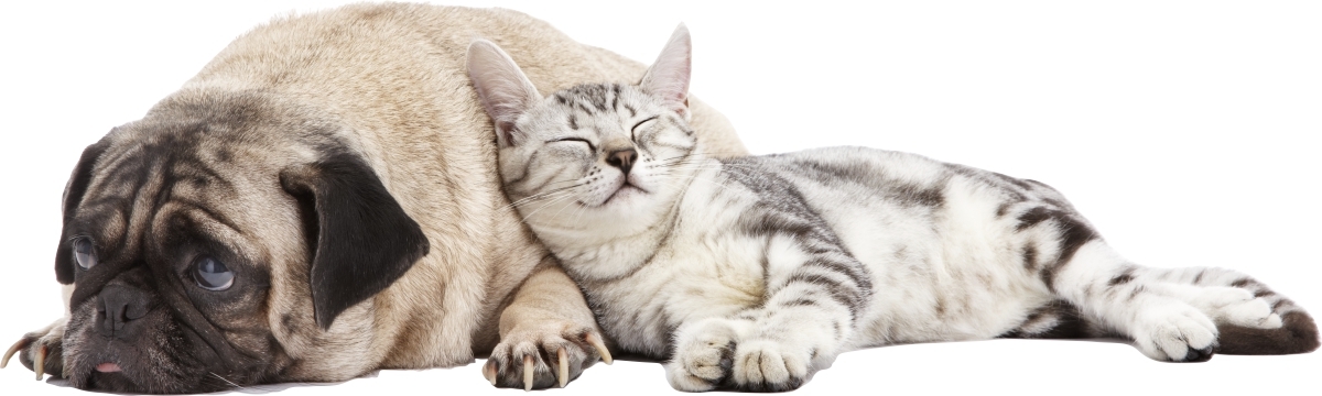 Muursticker - Mops en kat