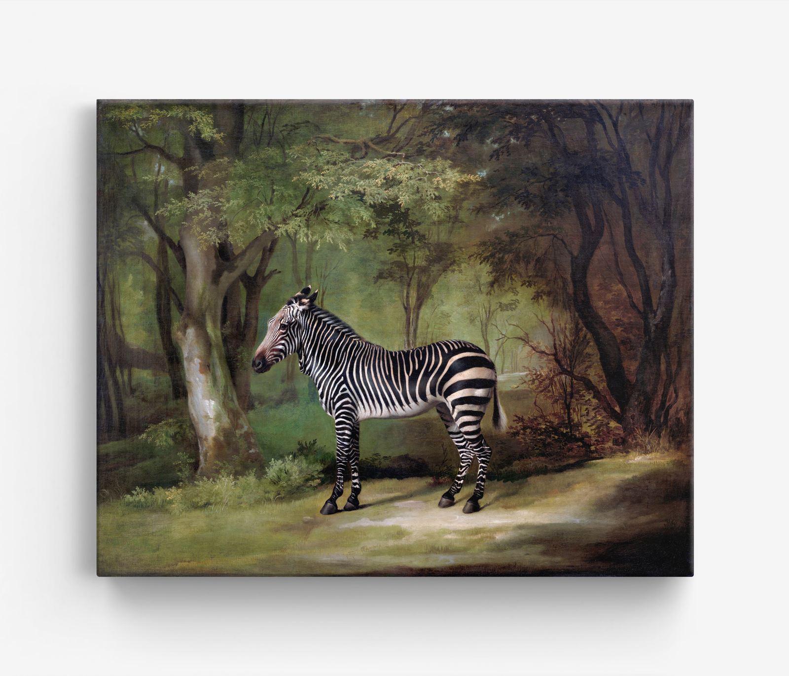 Zebra in het wild Canvas