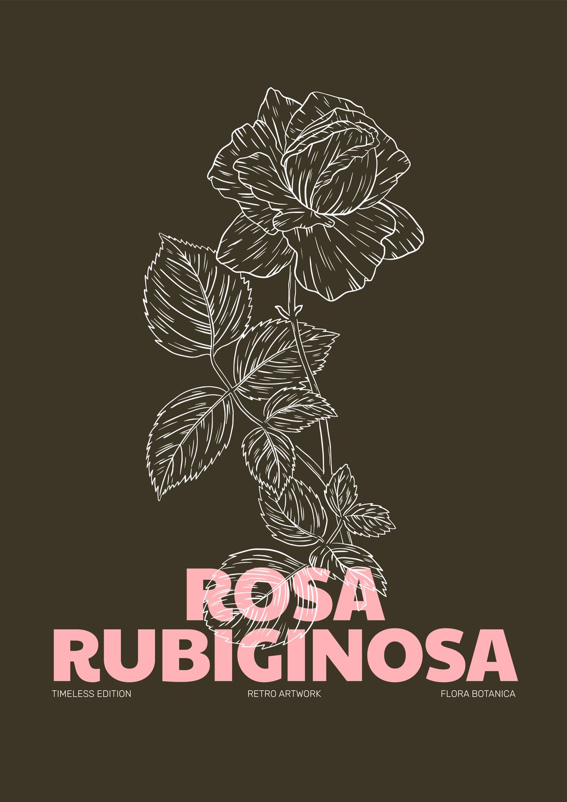 Poster - Rosa Rubiginosa