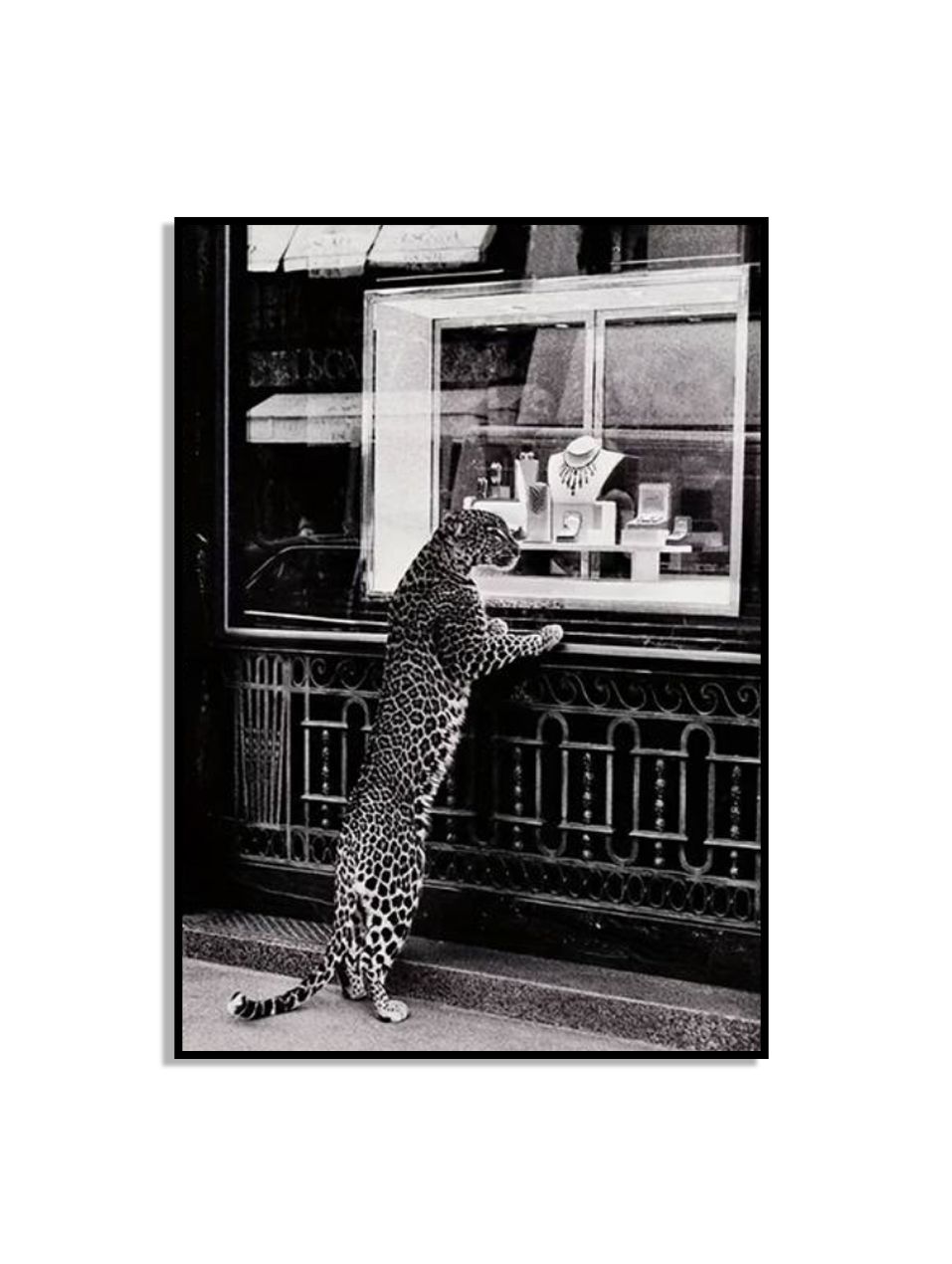Leopard Winkelend Venster Poster