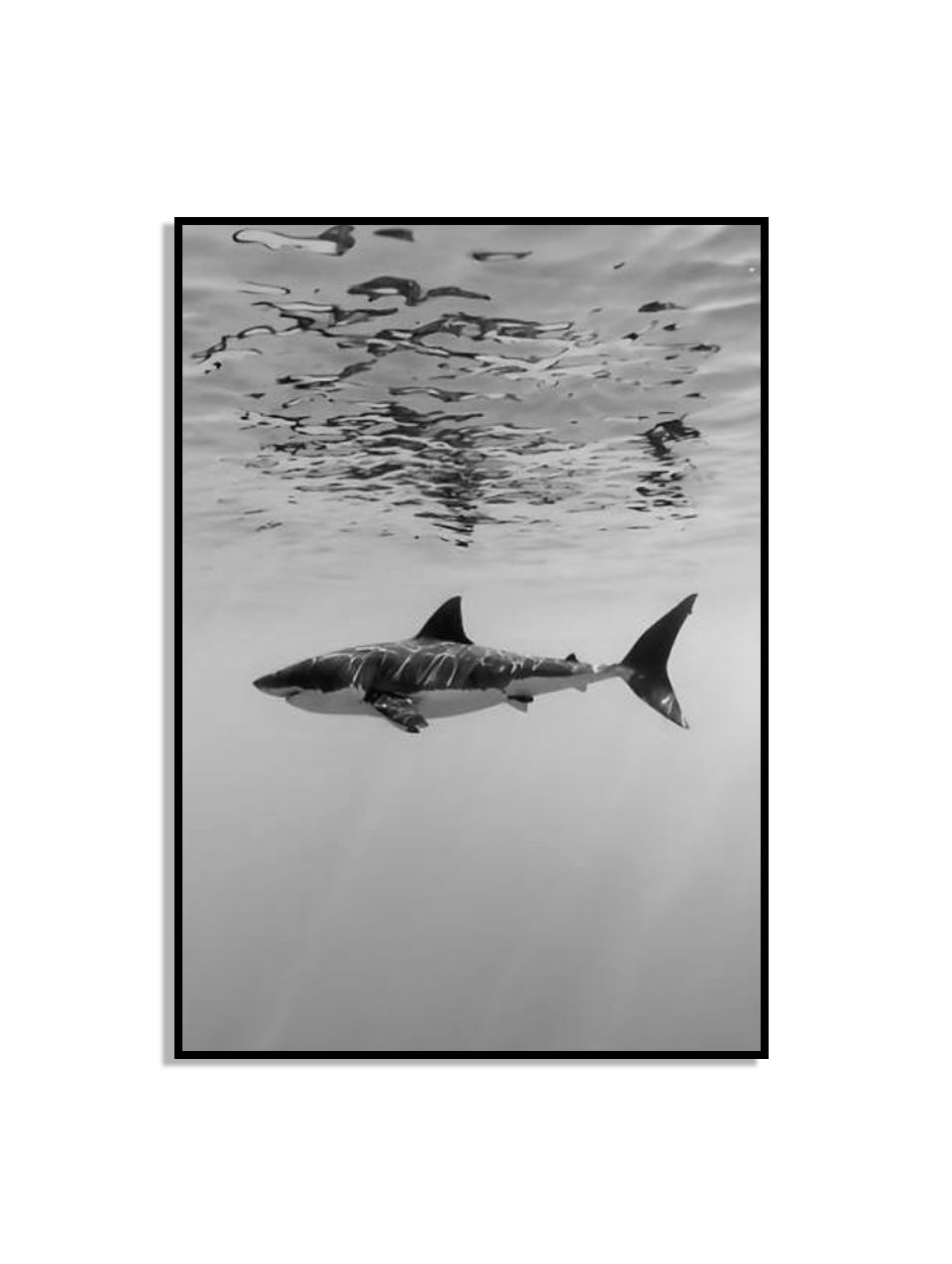 Zwart-Wit Haai Poster