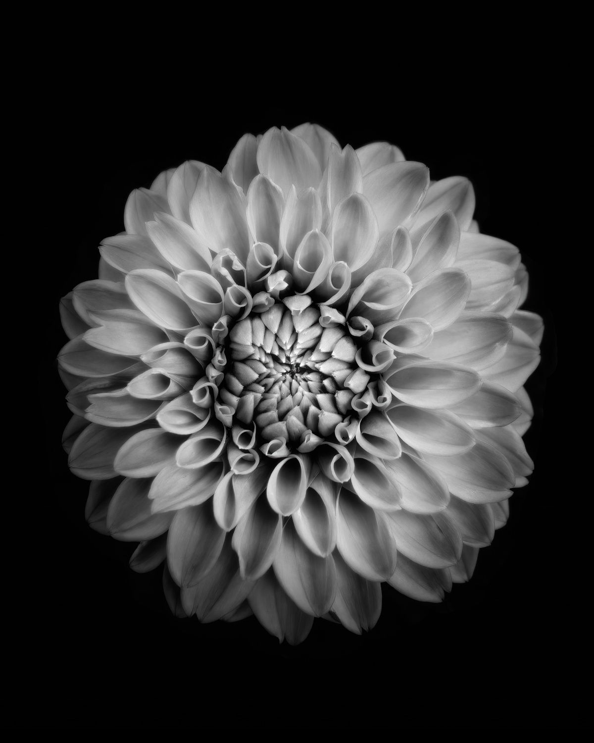 Persoonlijke Poster - Zwart-wit Bloem