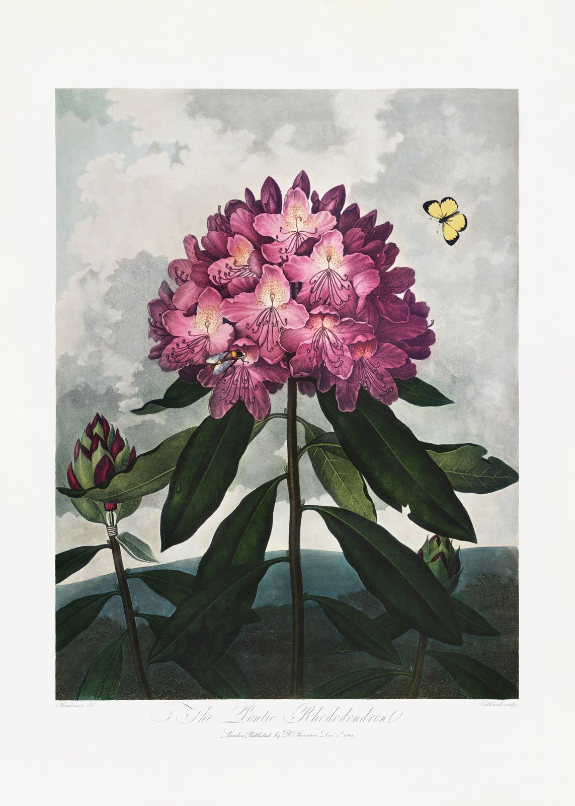 Poster - Rhododendron Botanische Kunst