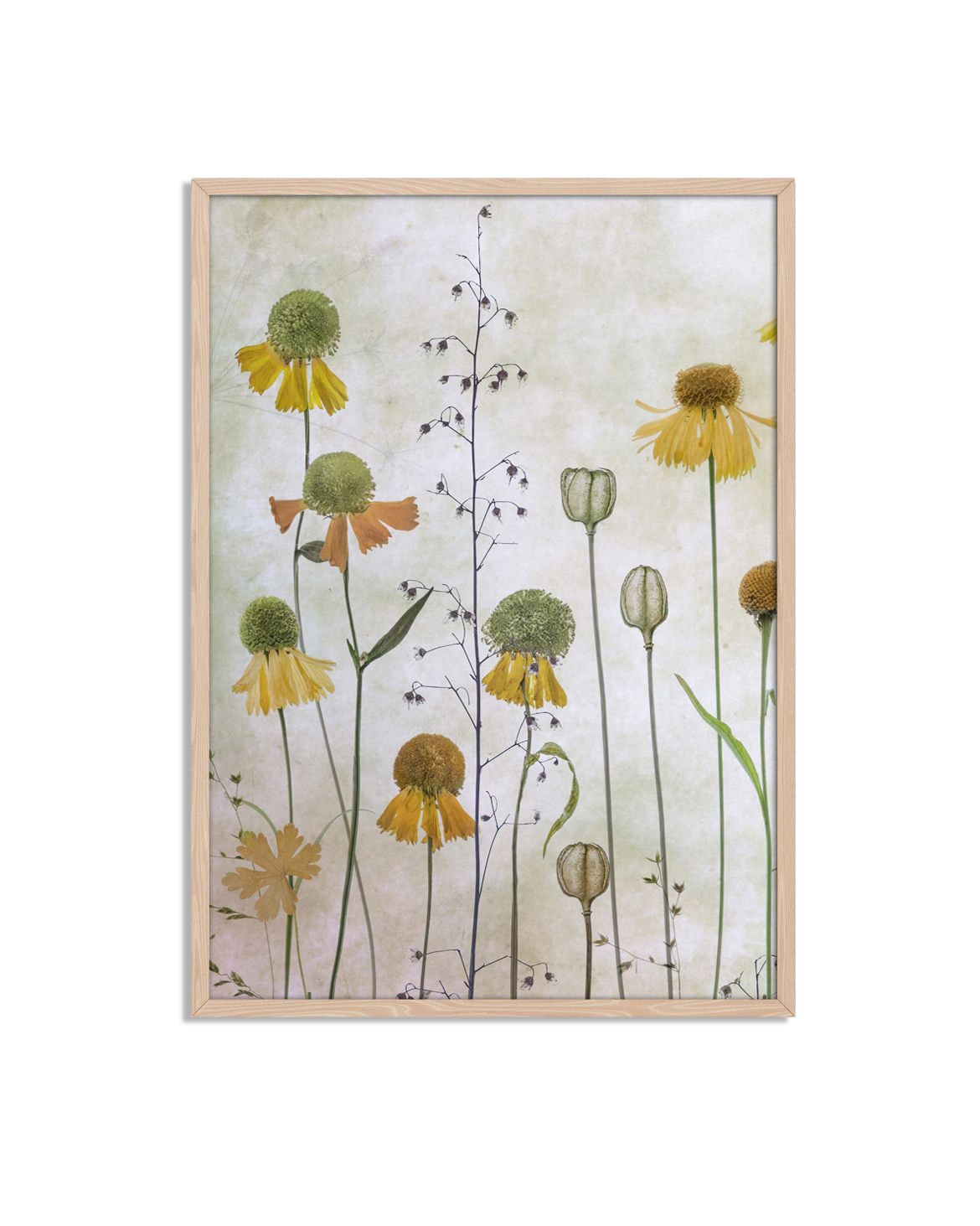 Gele Bloem Botanische Poster