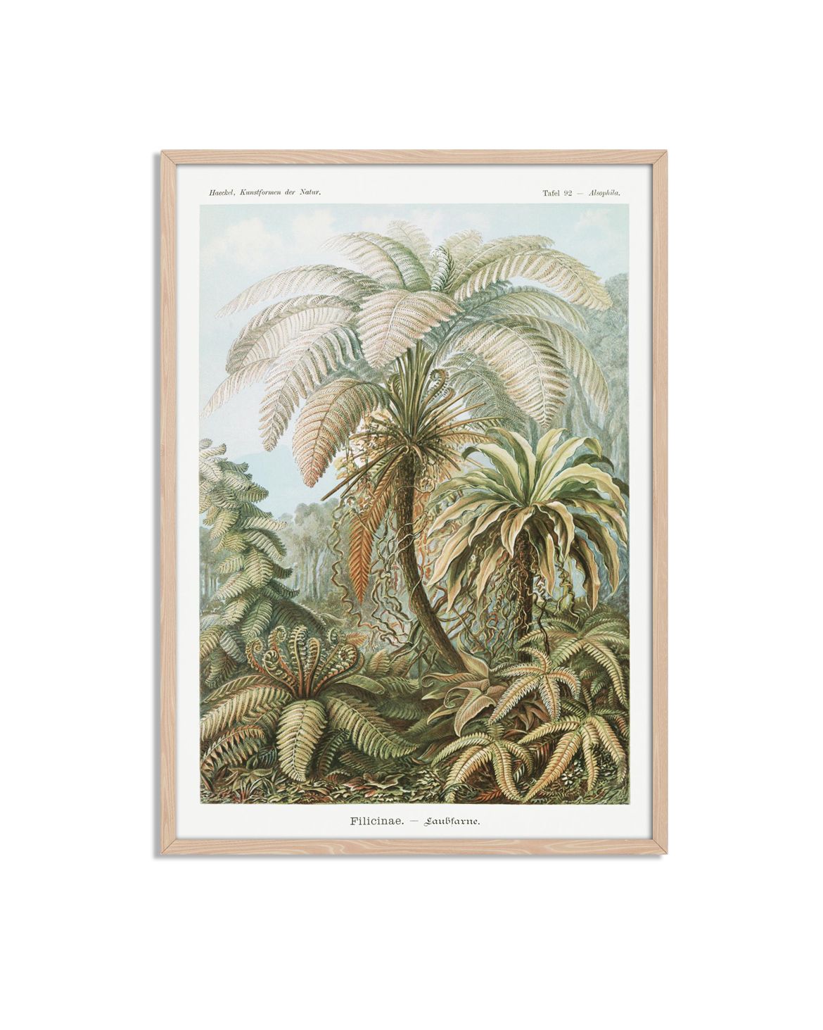 Filicinae Varen Botanische Poster