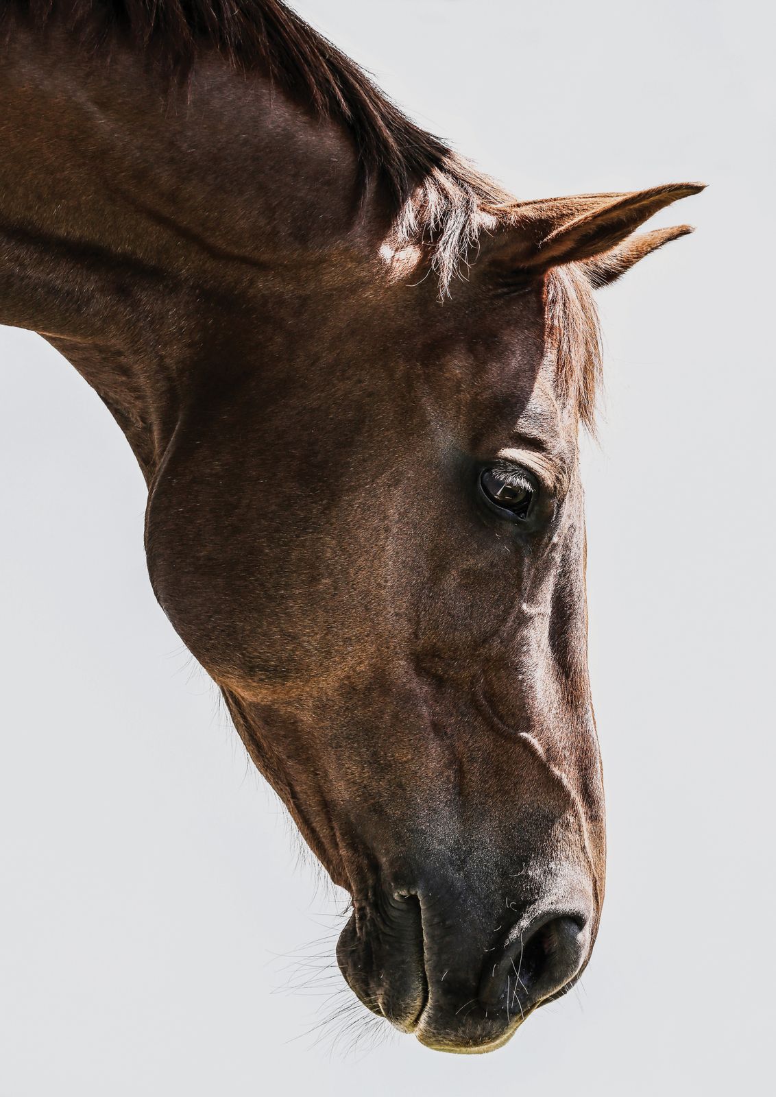 Poster - Gracieus Paard