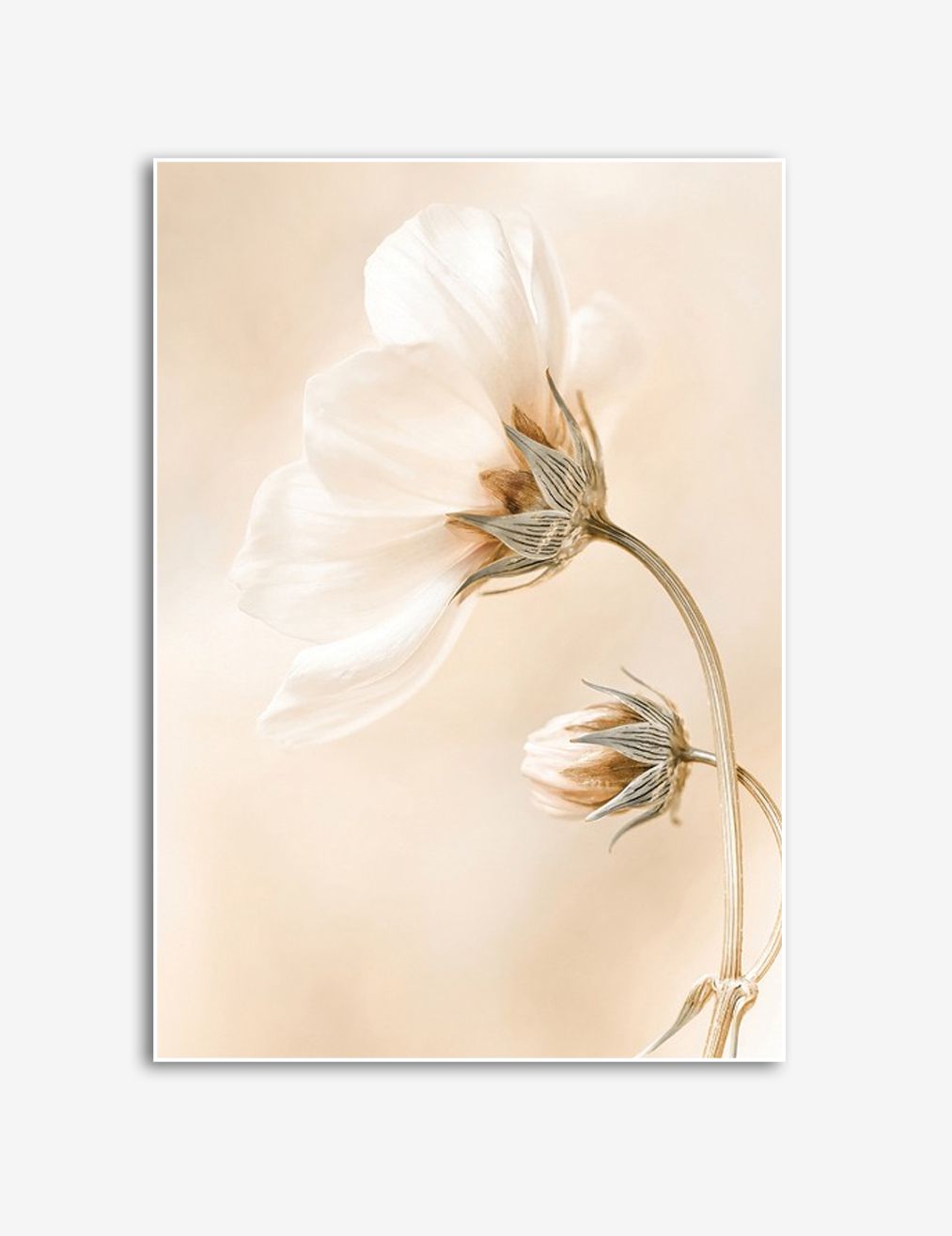 Elegante Witte Bloesem Poster