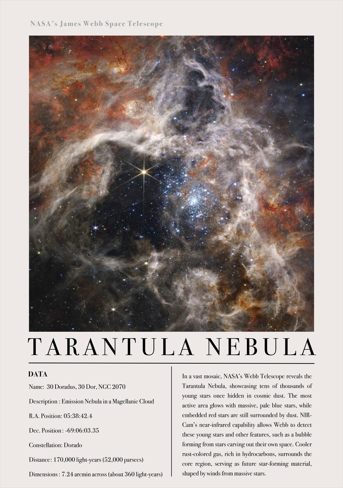 Poster - Tarantula-nevel