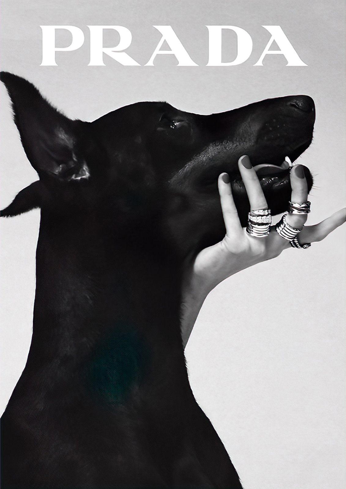 Prada Hond Muurposter