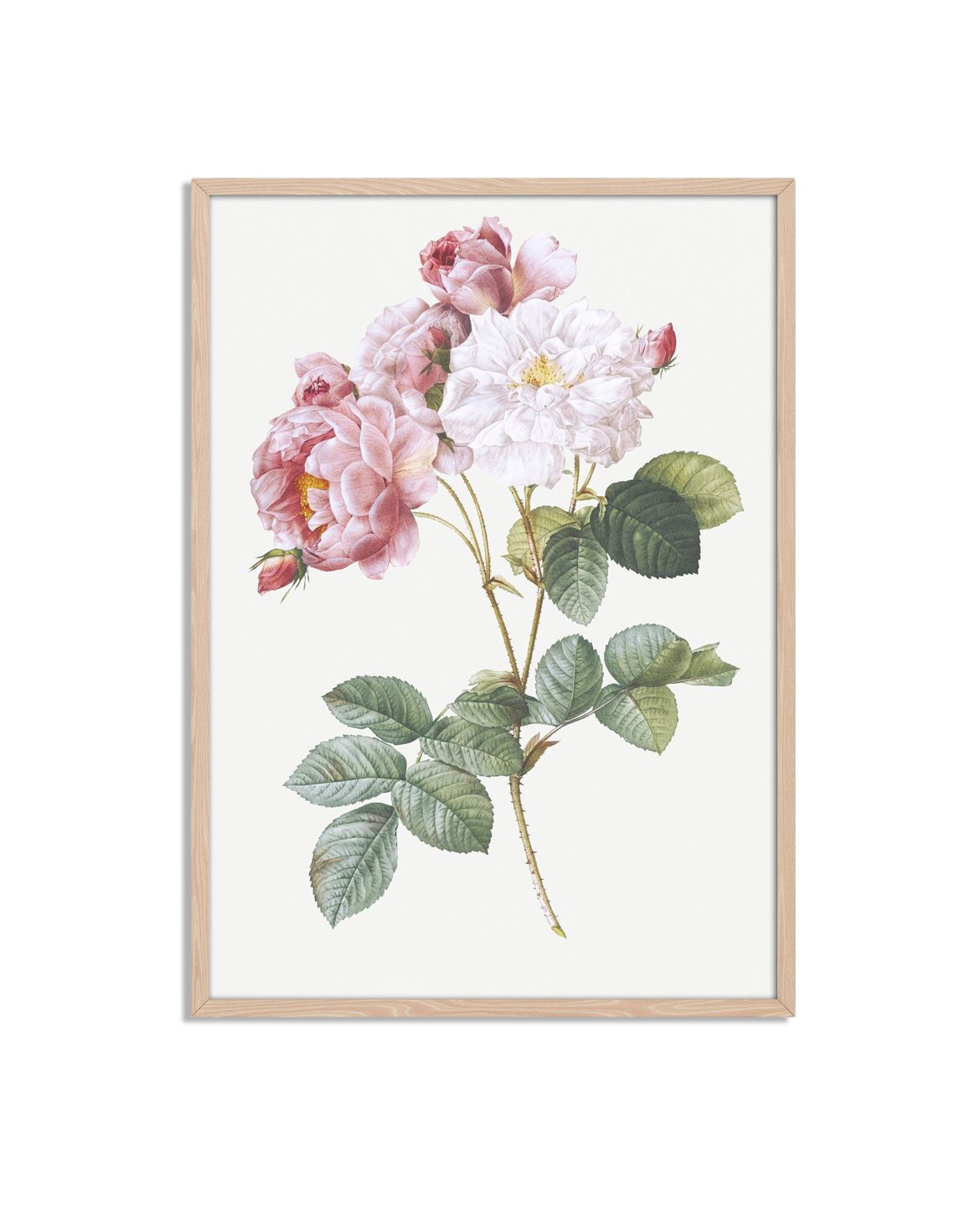 Botanisch Rozen Poster